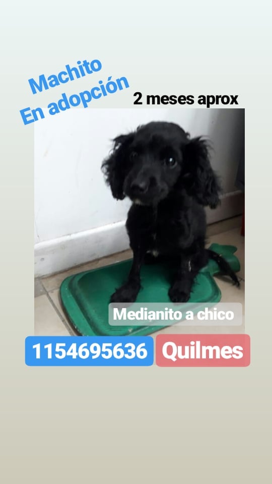 __roma's tweet photo. #Difindir ❤🐕❤
👇🏻👇🏻👇🏻👇🏻👇🏻👇🏻👇🏻👇🏻👇🏻👇🏻👇🏻👇🏻 https://t.co/QUSaMZYfZZ