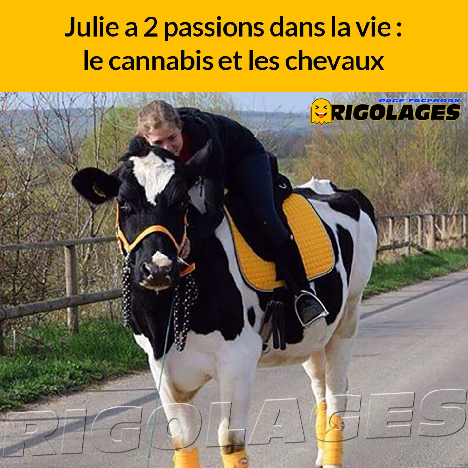 Rigolages Twitterissa Humour Rigolages Passion Canabis Cheval Vache T Co Jmdqt5w9rq Twitter Rigolages Twitterissa Humour Rigolages Passion Canabis Cheval Vache T Co Jmdqt5w9rq Twitter