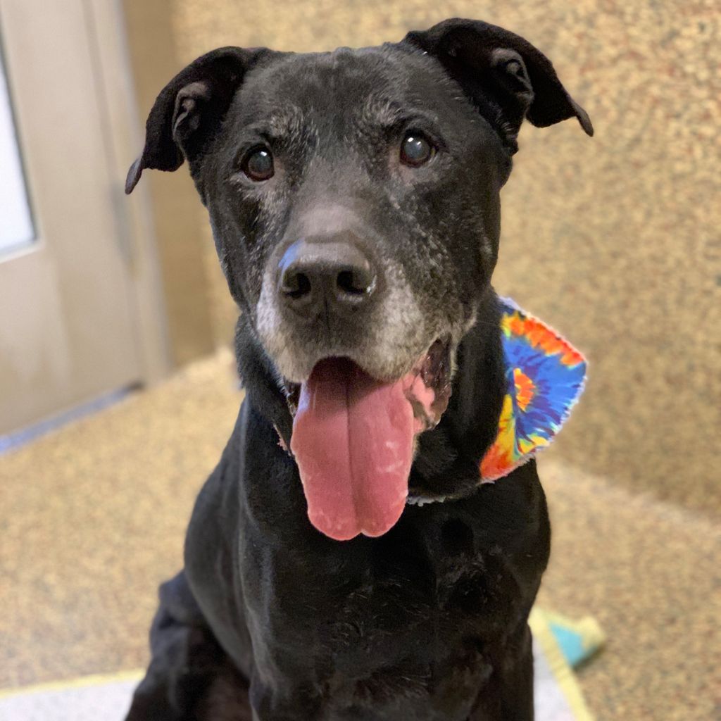 GreatPlainsSPCA's tweet image. &quot;Hiya, I&apos;m Buddy! Some may say I&apos;m &apos;old&apos; at 11, but I think I&apos;m just aged to perfection 😎&quot; #AdoptBuddy buff.ly/38byaJc