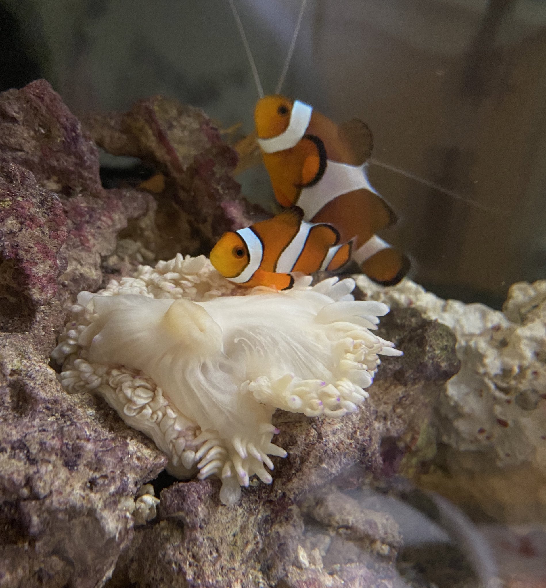 もあん トイプーたまに海水魚 センジュイソギンチャク にょろにょんさん がんばれ T Co Vmujhzptwa Twitter