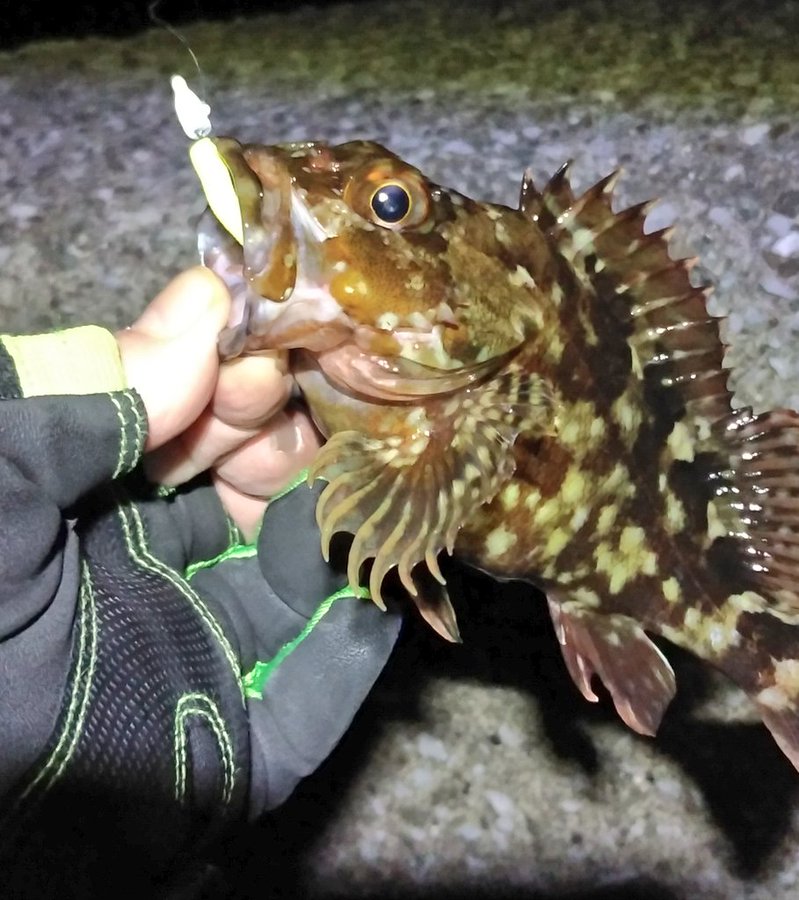 カサゴの特徴 見分け方 写真から探せる魚図鑑