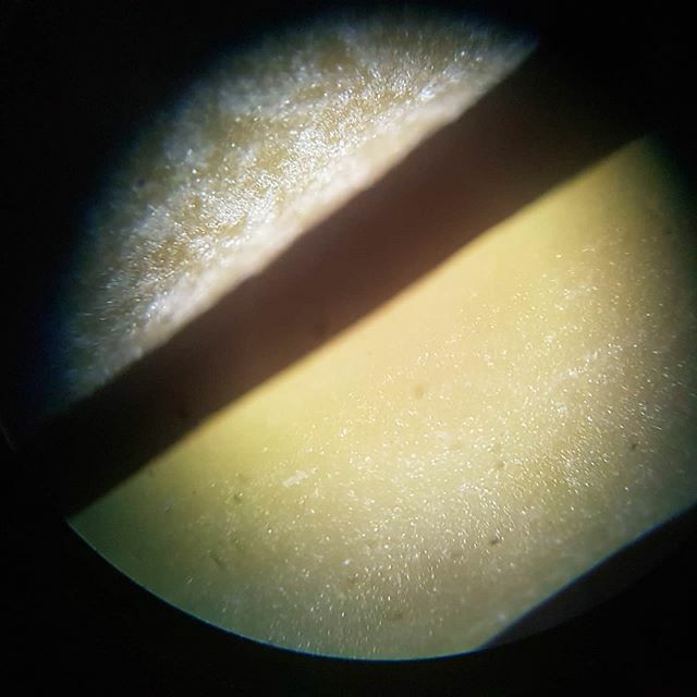 jonbateman's tweet image. Explaining pasta to little one via microscopy - top is De Cecco (made through a bronze die) bottom is Coop own brand (probably a Teflon die). Which is going to get more sauce sticking to it? #cookingnerd ift.tt/38dMq44