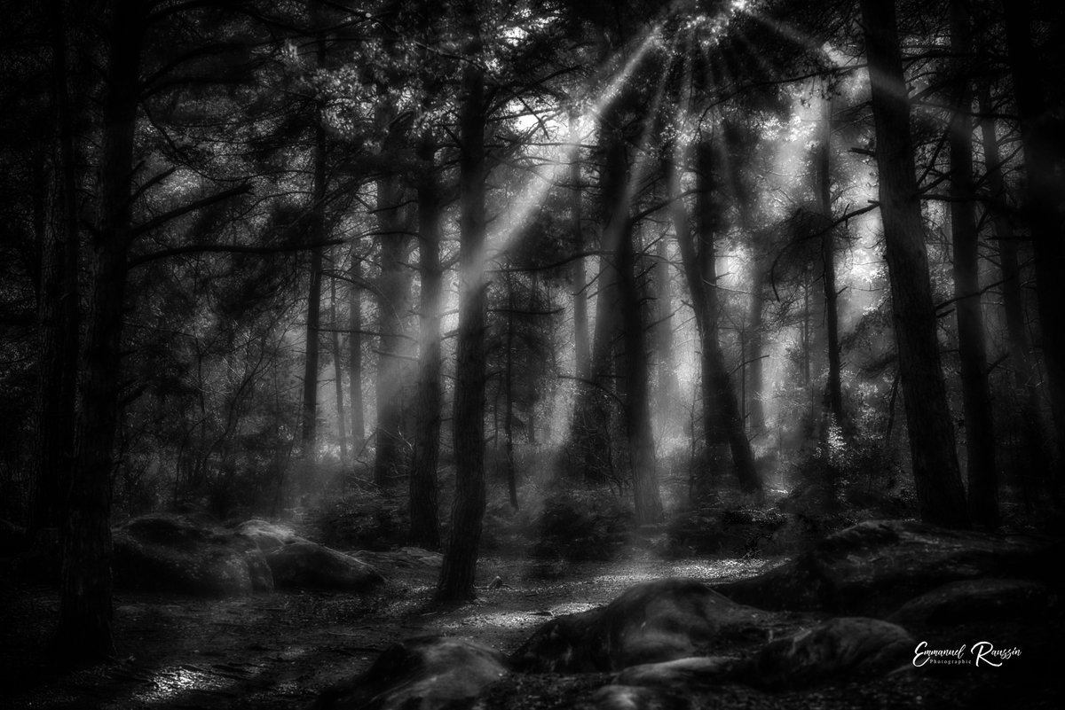 Manphotto's tweet photo. La forêt enchantée III.
---
📷 Nikon D810 + Nikkor 105mm macro.
---
Gorges de Franchard.
---
#france #iledefrance #seineetmarne #franchard #gorgesdefranchard #dansle77 @nikonfr @nikoneurope #hiver #winter #sunrise @OTFbleau #mist #frog #bnwphotography #bnw https://t.co/wsgnIzYWUN