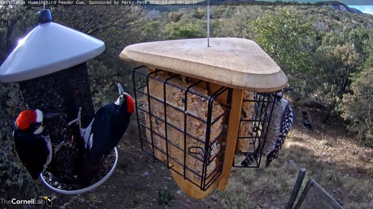 West Texas Hummers Texashummers Twitter