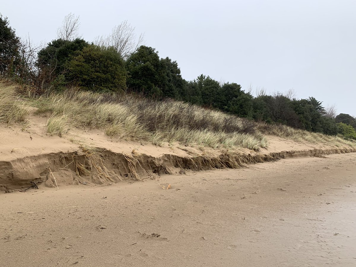 JNGriffy's tweet photo. Roots and buried shoots help to limit dune erosion and protect our shorelines in the face of extreme events like #StormCiara. Check out recent work led by @davide_deba: https://t.co/HvT2NUhbu9 https://t.co/oGNMhBvOGy