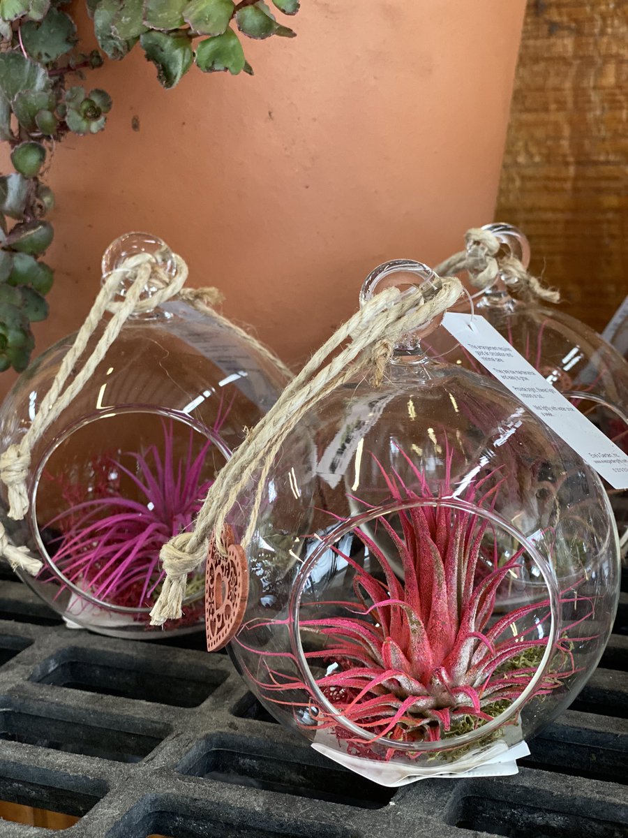 LukasNursery's tweet photo. Check out these cute, grab-and-go Valentine’s Day gifts. These Indoor Plant, Air Plant, and Lucky Bamboo arrangements make a unique gift. One that she can put on her desk or in the home as a cute reminder of your love. 🥰❤️ #lukasnursery #valentinesdaygiftideas https://t.co/Sw0Nwj0Ide