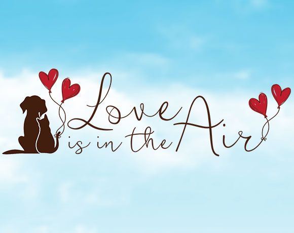 I love air. Love in the Air. Love is in the Air картина. Love is the Air. Love is in the Air надпись.