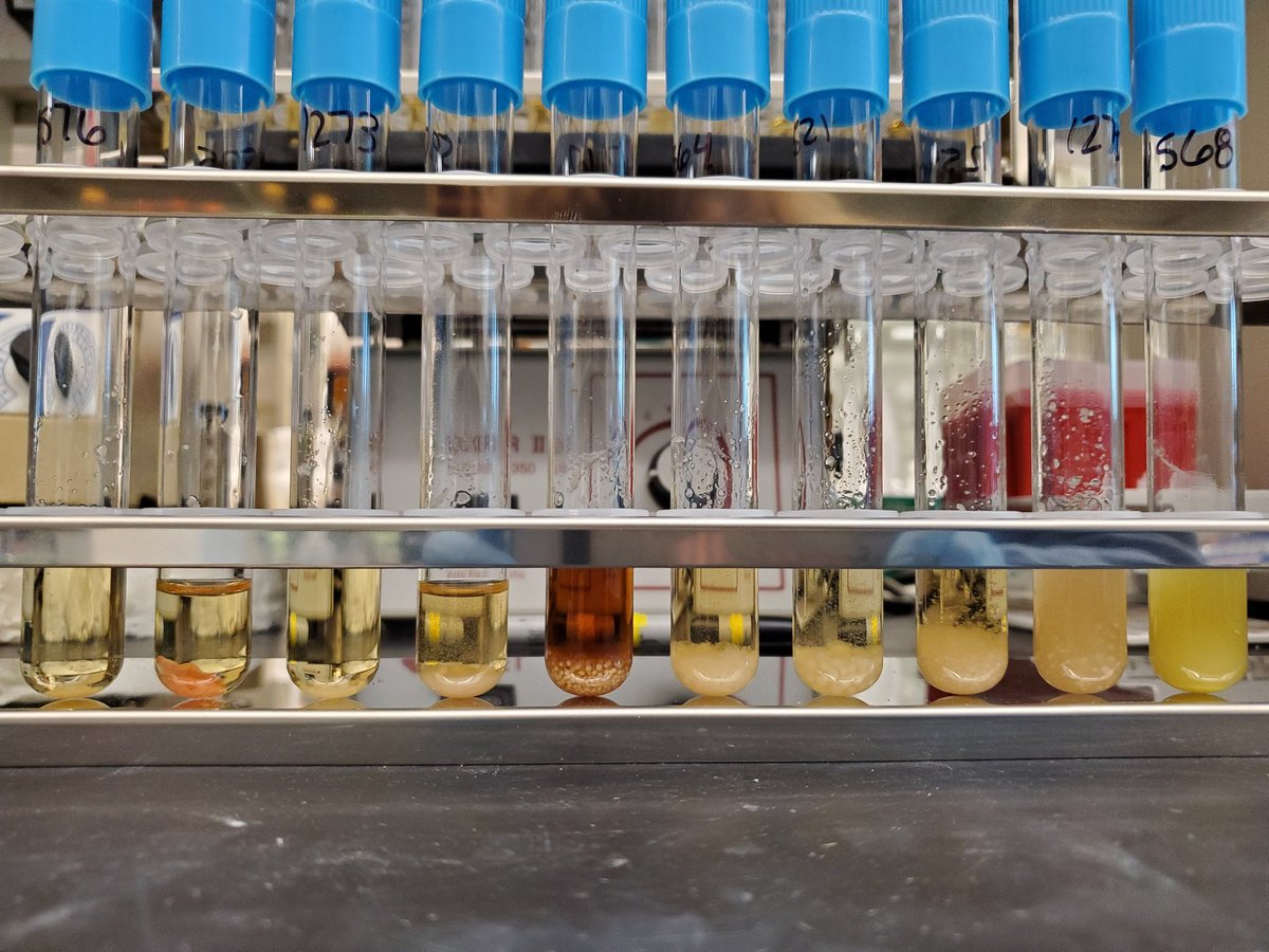 Shen Lab tweet media