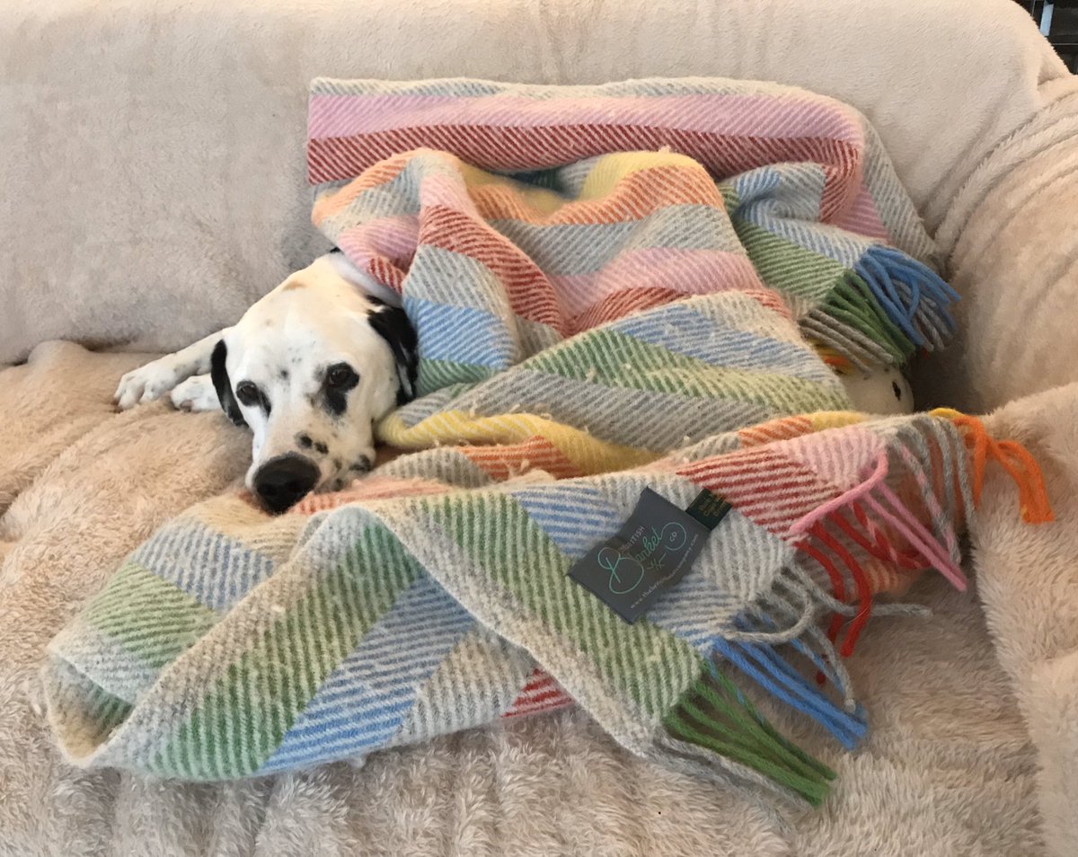 Went out in #StormCiara (#StormCaira 😂). Got wet. Got cold. Only thing for it is to snuggle up in his favourite <a href="/BritishBlankets/">The British Blanket Company</a> blanket. #dogslife #dalmatian #spottydog #dogs_of_instagram #DogsofTwittter
