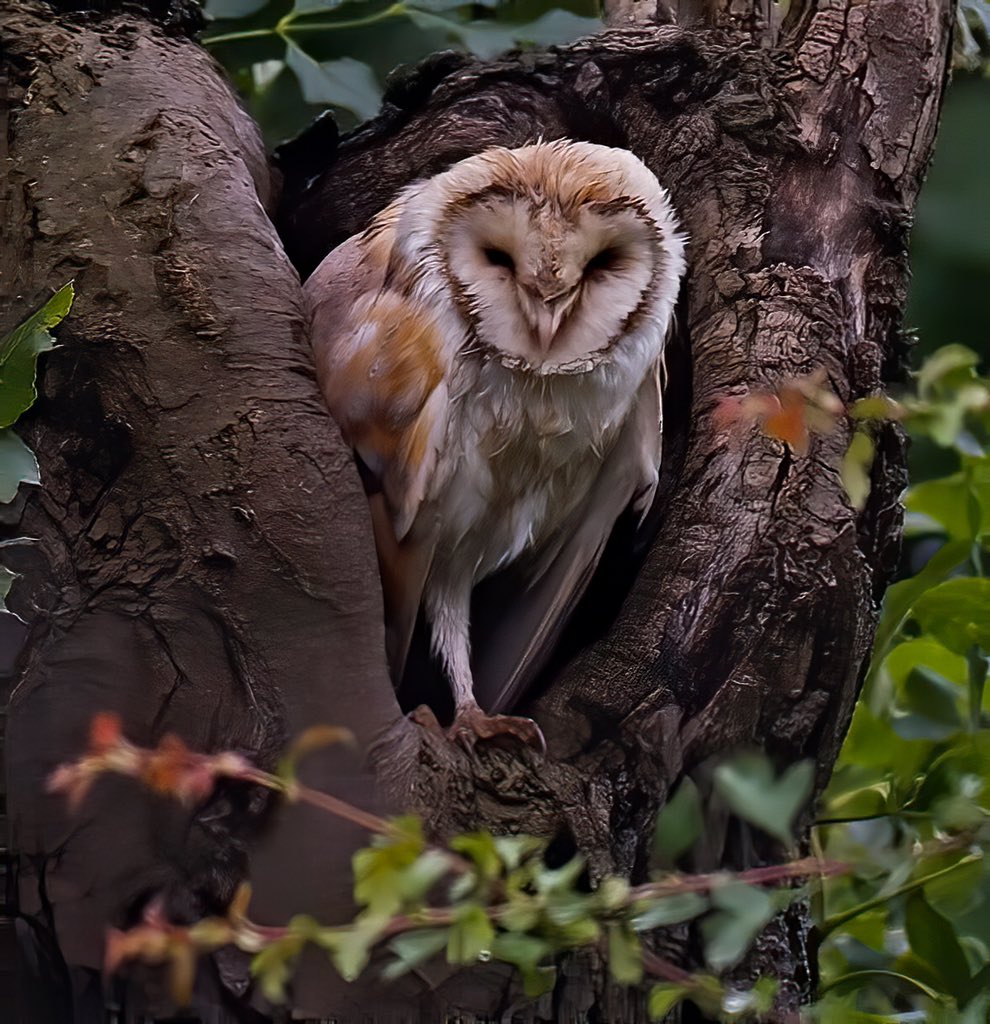Barn Owl Trust Barnowltrust Twitter