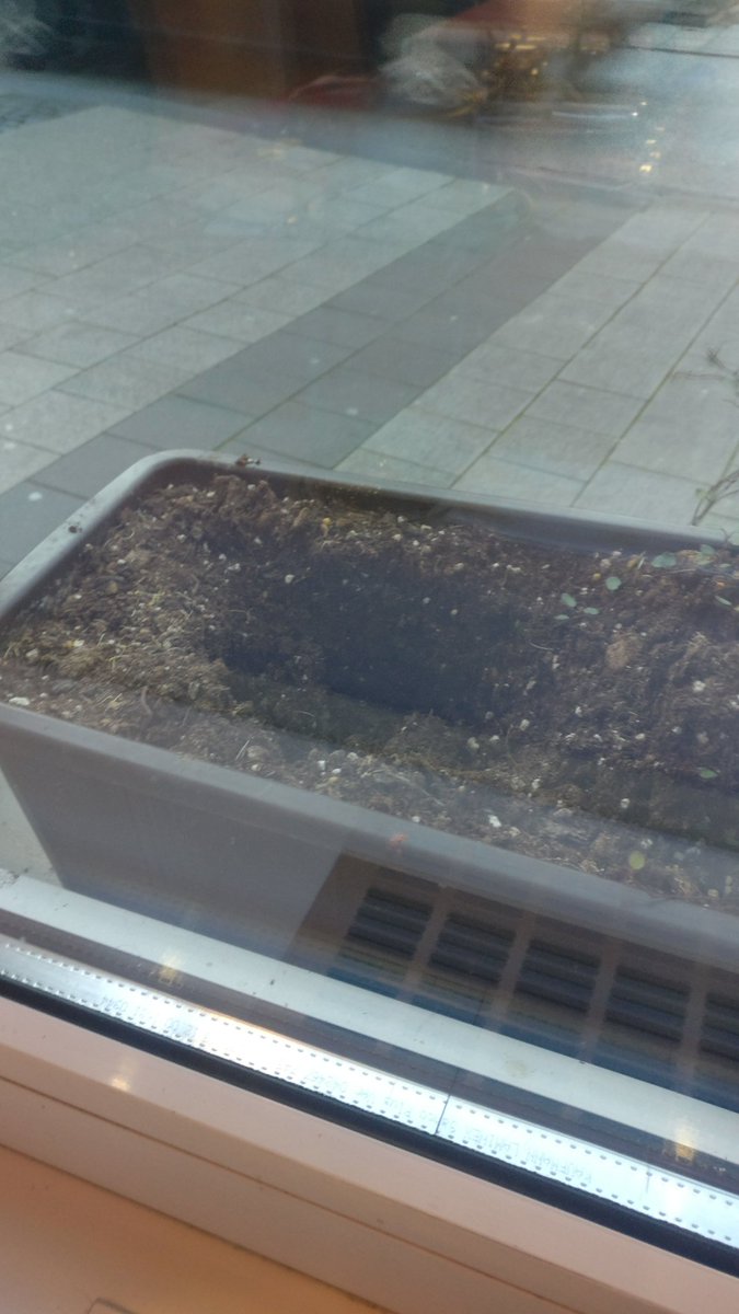 _KittyJess's tweet image. Was geht mit euch! Entführt einfach ne Blume aus nem Blumenkasten 😂#panik 

P.S. #Sabine wars nicht xD