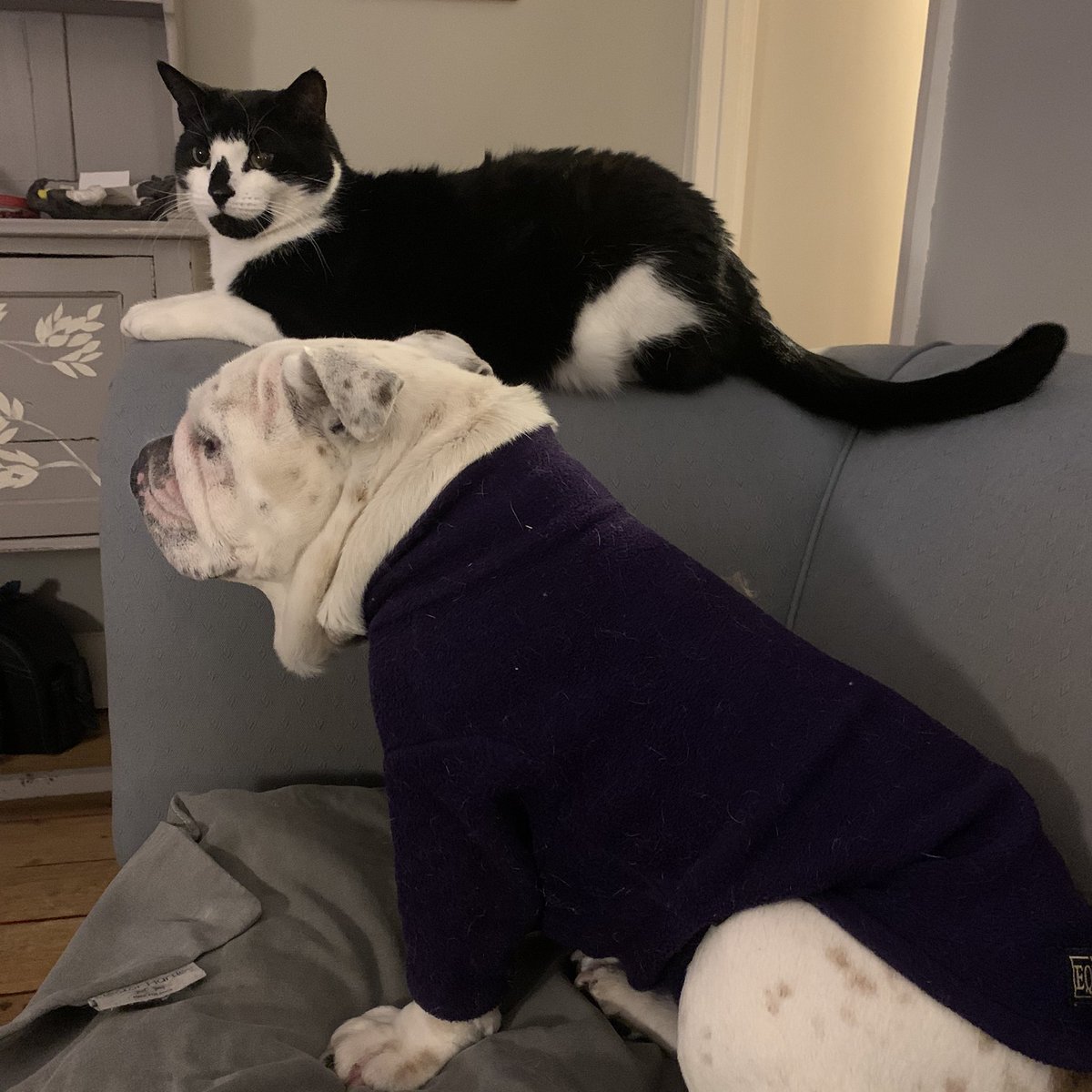 annawebbdogs's tweet photo. Gremlin you are grounded with Matilda today ! Too damn windy out there! Windy weather spooks animals especially cats! #windy #StormCaira #ClimateChange https://t.co/GGP72rcU7T