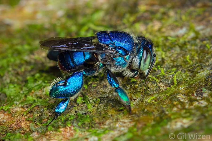 wizentrop's tweet photo. This male orchid bee (Euglossa mixta) was so busy collecting fragrant compounds from the tree bark, that he didn't notice me snapping a photo. This is what street photography is all about... https://t.co/45NXH31IOr