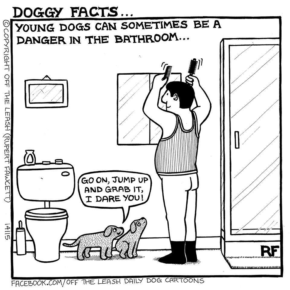 RupertFawcett's tweet photo. Doggy Facts
#BathroomAntics #dogs #offtheleash #rupertfawcett https://t.co/drZiRSNDi6