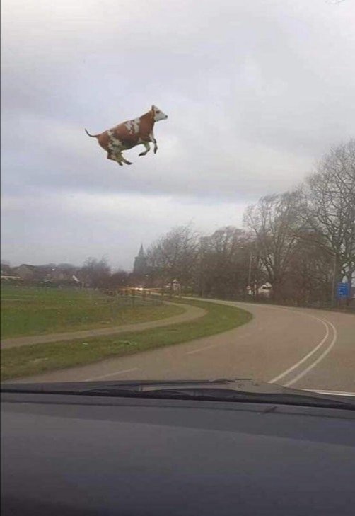 Jo Femia tweet media