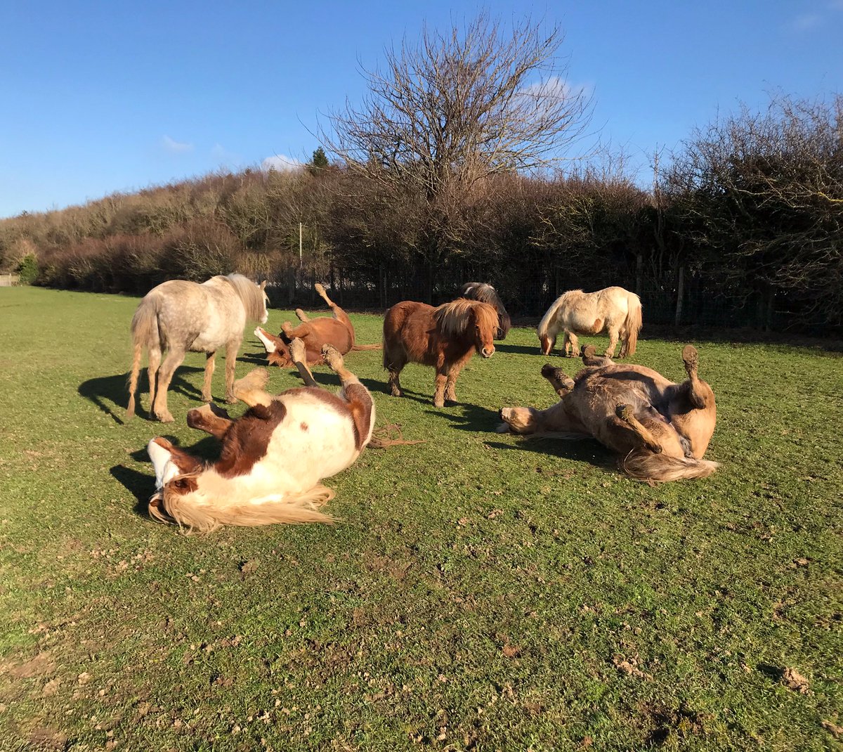 7/8 enjoying the suspiciously springlike weather before #StormCiara hit. 
How are we all enjoying being blown about? It's definitely made us remember it's only February!

#horses #equestrian #horsesanctuary