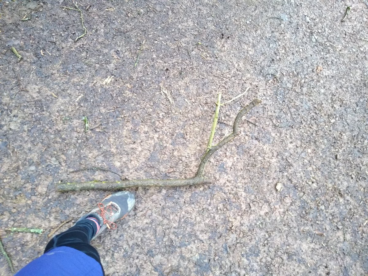 RunJonathanRun1's tweet photo. Another massive branch felled as #stormciarauk rips through #Herefordshire .... Ignore the running shoe it WAS massive. #ukrunchat #247running #StormCiara https://t.co/nMviWvkyBI