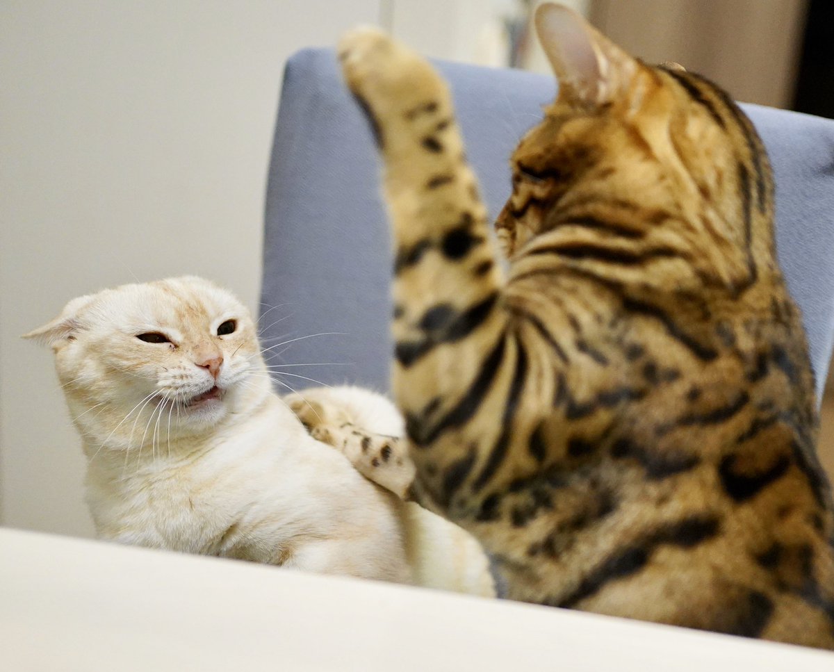 これが ネコ 社会 猫さんに怒られが発生してぴえんになっている瞬間 なんて酷いハラスメントだ もっと見張らなきゃ Togetter