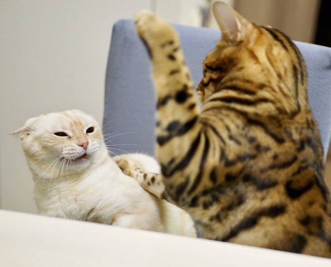 これが ネコ 社会 猫さんに怒られが発生してぴえんになっている