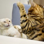 これが猫社会？猫の世界もパワハラが存在した!