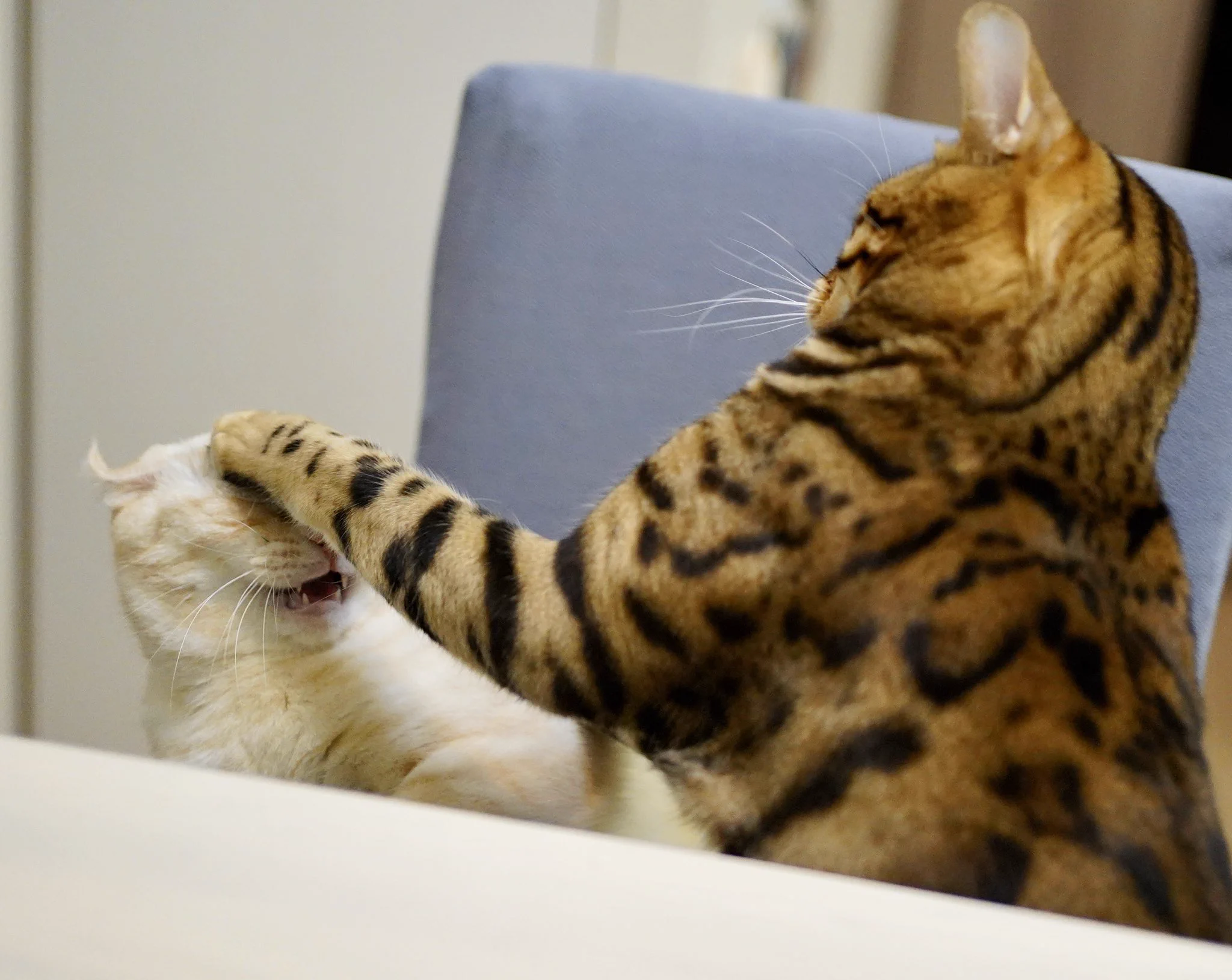これが猫社会？猫の世界もパワハラが存在したwww