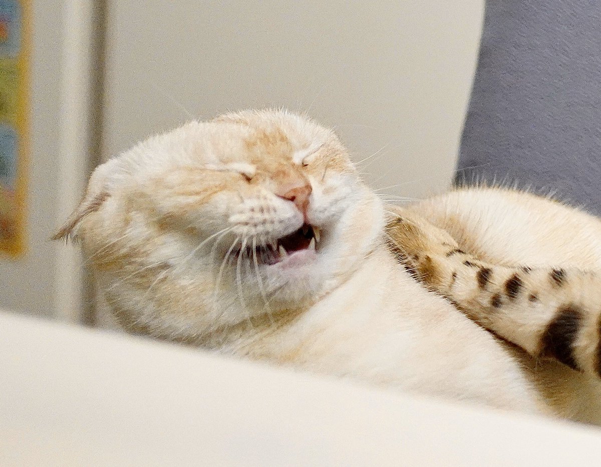 これが ネコ 社会 猫さんに怒られが発生してぴえんになっている瞬間 なんて酷いハラスメントだ もっと見張らなきゃ Togetter これが ネコ 社会 猫さんに怒られが発生してぴえんになっている瞬間 なんて酷いハラスメントだ もっと見張らなきゃ Togetter