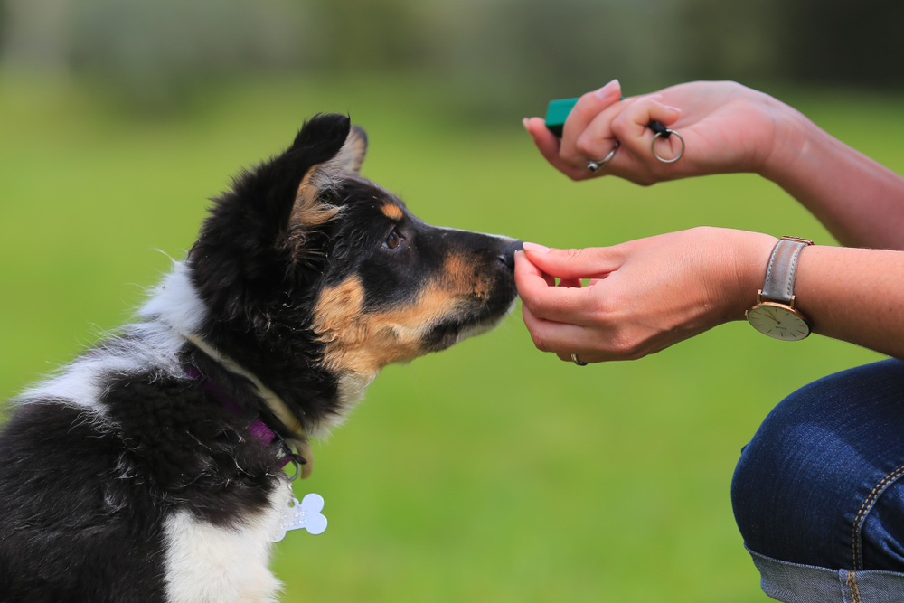 8 Common Dog Training Mistakes You Might Be Making 🐶😳 en.wackojaco.com/8-common-dog-t…