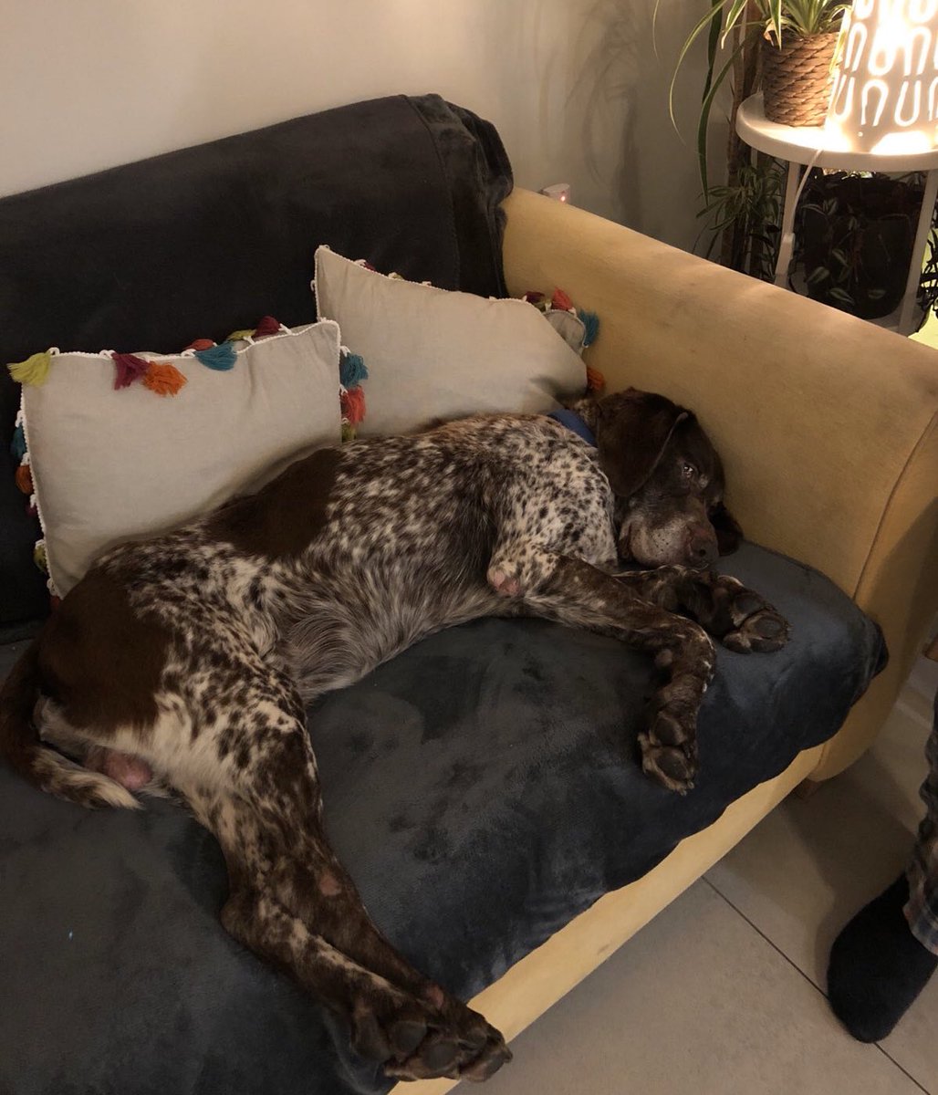 MADRADogRescue's tweet image. 12 yo  #GermanPointer Dean is having a snoozy #Sunday 
Found wandering in an emaciated state in Co Galway, he is loving his 5* foster family who find him utterly charming and dog-friendly ❤️🐕🛋
#SeniorSunday #AdoptDontShop #Galway