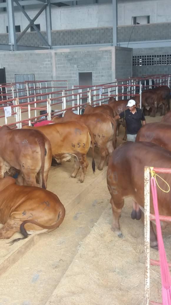 Perfilagro1's tweet photo. Este Sábado 15 de Febrero a partir de las 5pm en el Hotel Jirahara de Barquisimeto será la Gran Subasta Elite Ganadera en el marco de los 30 años del programa de PERFIL AGROPECUARIO buena oportunidad para comprar buenos animarles https://t.co/ktjaj3bXAJ