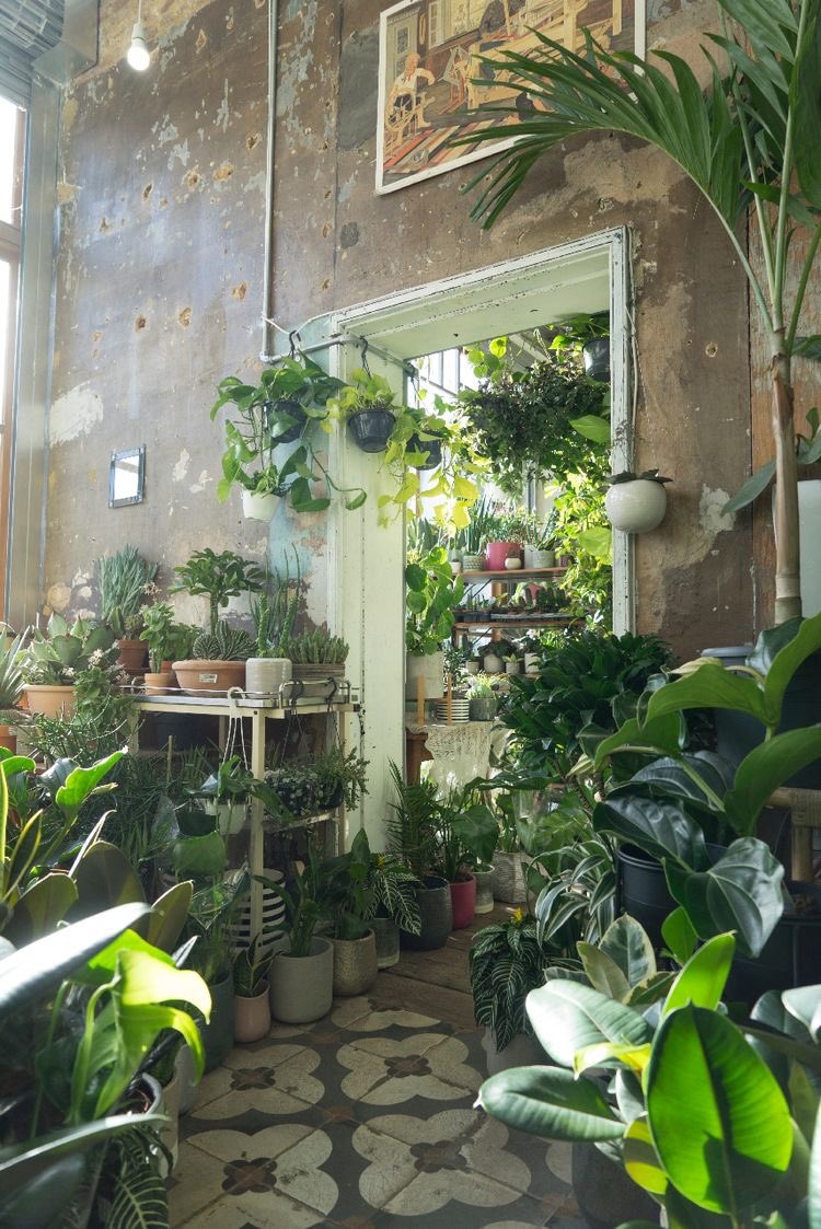 مين مهتم في اعراض لمشاكل النباتات الداخليه؟ 
اتكلم عنها بالتفصيل ؟؟ https://t.co/cVKL1IqWV7