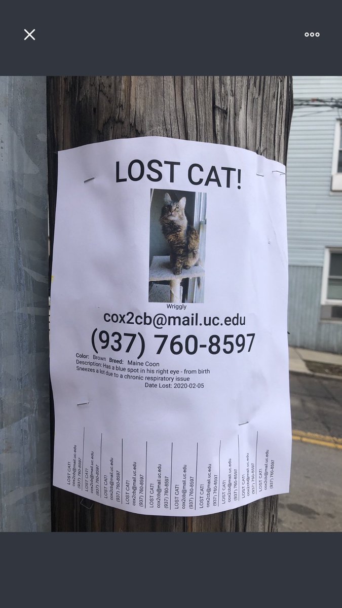 catsofuc's tweet image. MISSING: this sign was seen on warner street, keep an eye out for this kitty 

submitted by: @megmilllll