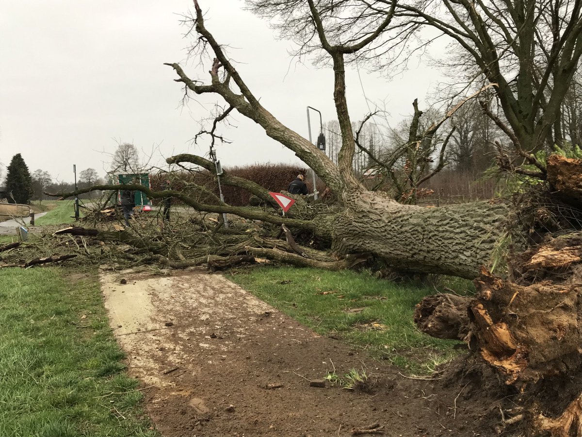 En dat was de 75 jaar oude wilg..... Kapvergunning was binnen en hij zou op 21 februari gekapt worden #chiara dacht er anders over .....