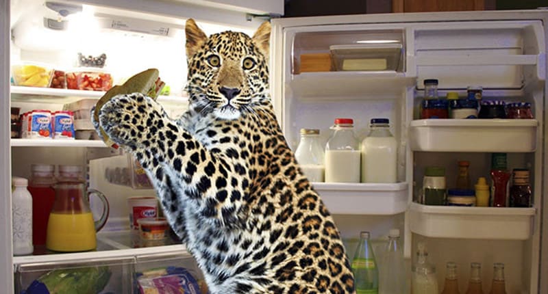 TheFunPost1's tweet image. The Funniest Transformed Pictures By Photoshop Masters - en.thefunpost.com/the-funniest-t…