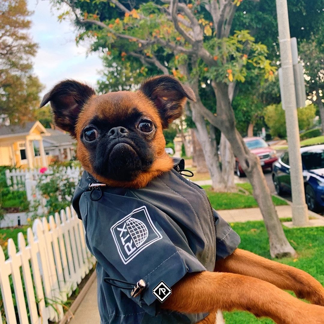 DogReflect's tweet image. Bon dimanche 🖤 #NeFaisonsXV #dimanche #jaimemonchien #reflective