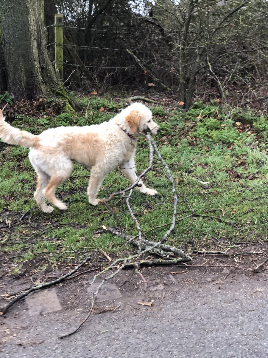 JoMartin_path's tweet photo. #StormCiara at least making Nelson very happy #stickheaven #nelsonspathologyweek https://t.co/bkQ8y6aapm