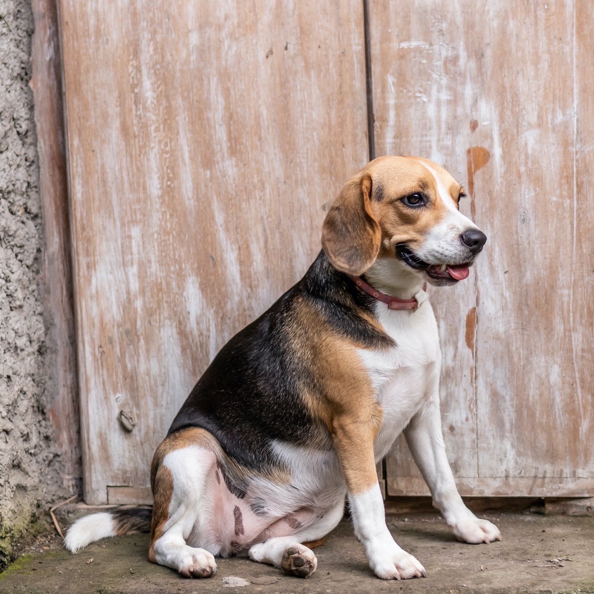 dogscanner_app's tweet photo. The beagle is a small breed whose appearance is similar to the much larger foxhound. 🐶 Beagles are intelligent, but might not be easy to train because they have been bred for the long chase. #beagle #beaglelove #dogscanner #dogbreeds #dnatest #whatbreedami https://t.co/wLUmPJ4Wcw