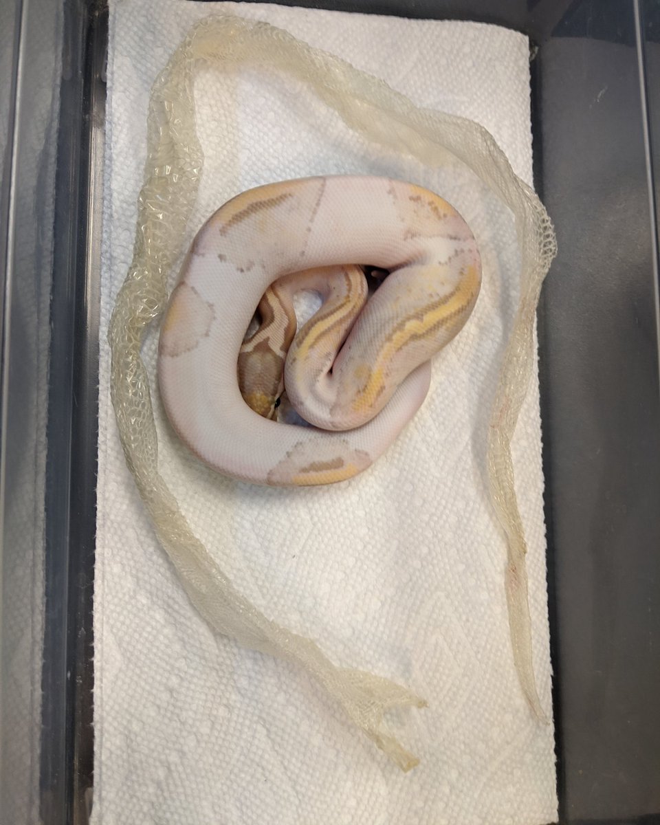 Curious_C_LLC's tweet image. Gotta love a perfect shed!! Banana pied ball python. .
.
 
 #ballpythonlove #ballpythonbabies #ballpythonsofinstagram #snakes #snakelovers #snakesofinstagram #shedding #shedskin #reptiles #reptileshop