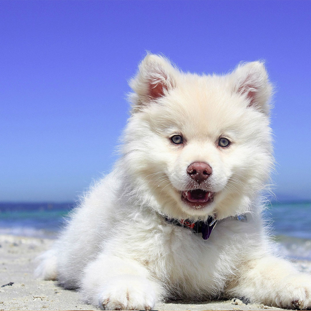 trueleafpet's tweet image. Start a dental routine. Working up to brushing daily is ideal. But if their mouth is healthy, even three days a week can make a difference. Check out these tips for starting a routine:  bit.ly/2B2Oyv2

Try True Leaf’s Healthy Gums Dental Gel