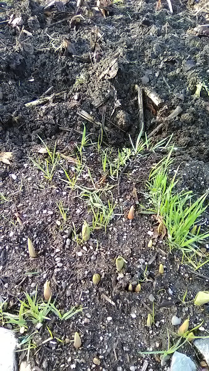 GeneralUser3's tweet photo. Turn, turn, turn, allowing the cereal Rye to grow up with the purple tulips.
https://t.co/ZT84zyyzN0
#compostproject
#gardengrewpeas https://t.co/oAQKwj3iXs