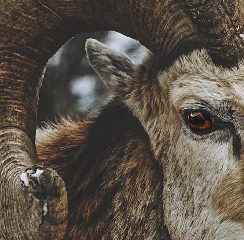 BighornMeadows's tweet photo. Nestled between the beautiful #Purcells and the incredible #BCRockies is #RadiumHotSprings. You'll enjoy a magnificent range of wildlife viewing opportunities when you book your stay with #BighornMeadows ๐| https://t.co/nFAOAYnMeT ๐ทdrewbakerphoto #TravelCV #KootsRock https://t.co/pV0Ih0yqnh