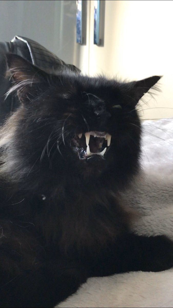 ElenaMaverick's tweet photo. Ferocious teef. https://t.co/V1fCC1oeCq