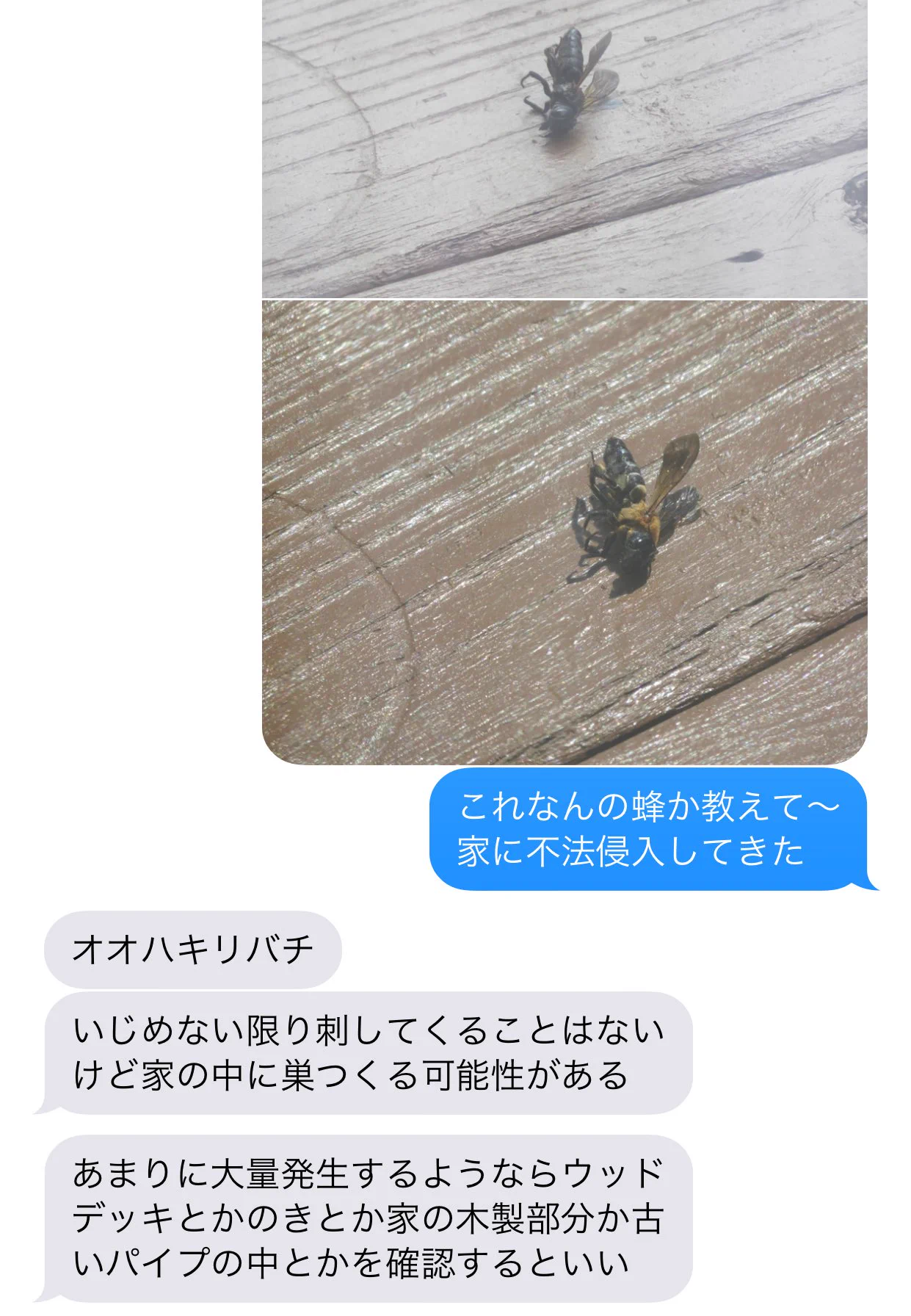 @amy_to_me 虫・鳥系専門の友達いる笑 