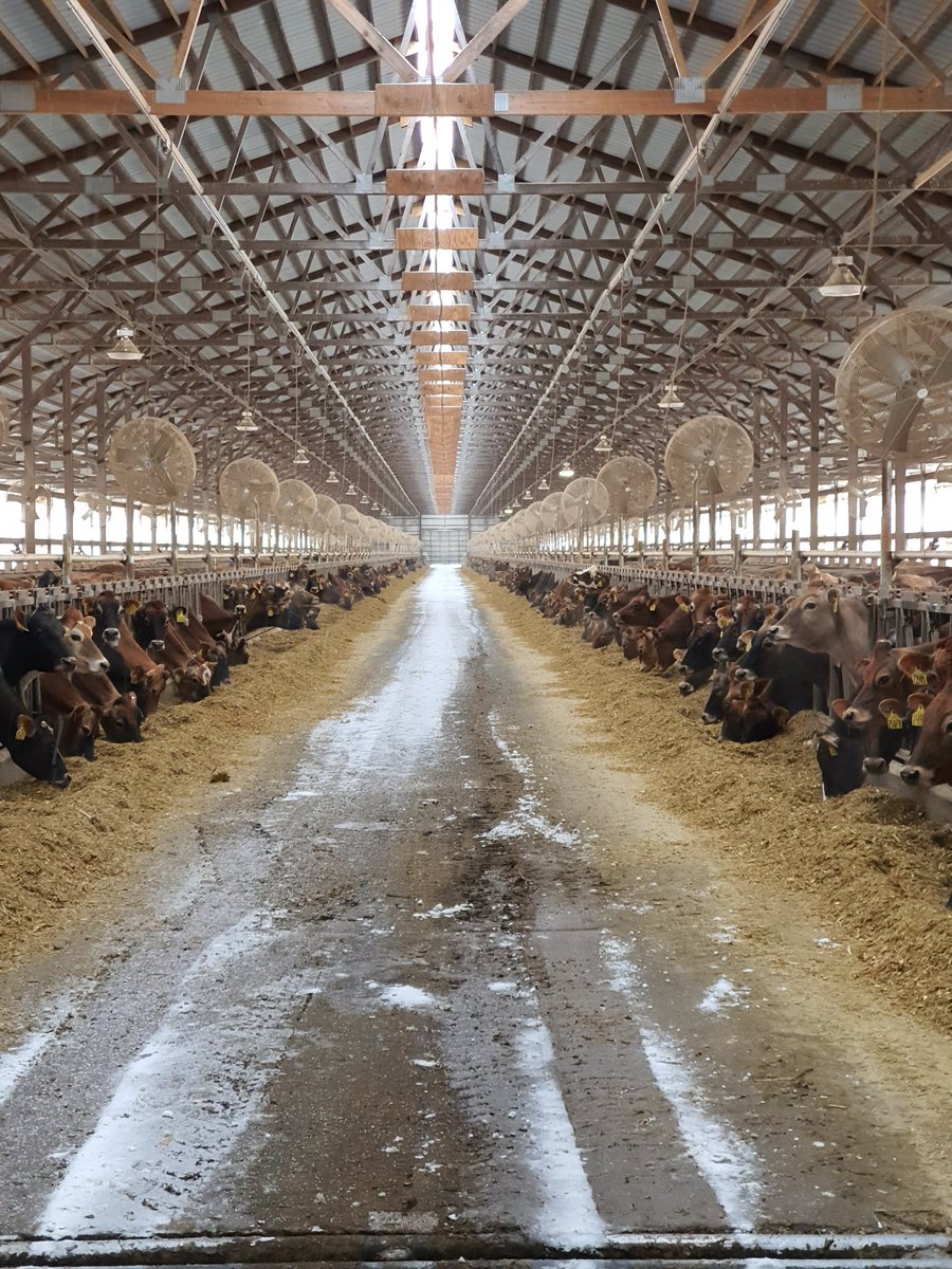 tdibble90's tweet image. Day 1 Alta Wisconsin Tour 2020
Massive thank you to the legend  @GordieJones for his time today, forever the inspiration to every dairyman worldwide. Central Sands did not disappoint! @AltaGeneticsUK