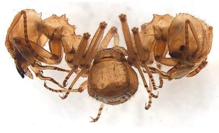 InsetoLand's tweet image. UAU acabei de ler esse artigo, onde um pesquisador BRASILEIRO Rodrigo Feitosa coletou 2 formigas cortadeiras irmãs siamesas em Botucatu. Ele observou as irmãs gêmeas carregando folhas
 O artigo está disponível nesse site: myrmecos.net/2010/12/03/ant…