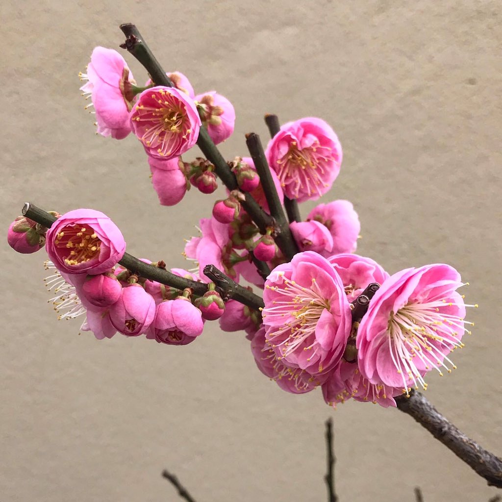 Dave Castro tweet media