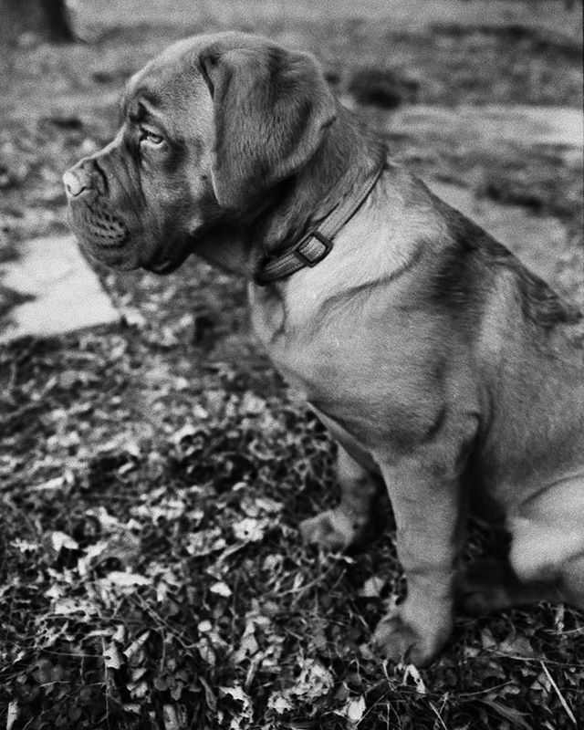 gunnrwilliams's tweet photo. Leon the Dog de Bordeaux being a good boy on the farm. He's a silly French Mastiff! Shot on Rollei Retro 80s with my Nikon F3. I make dog art.
.
.
.
.
#youwithdog #dogart #dogsonfilm #photography #photograph #gunnwilliams #gunnarwilliamsphotography #film #filmphotography #fi… https://t.co/XcN1HtYgoY