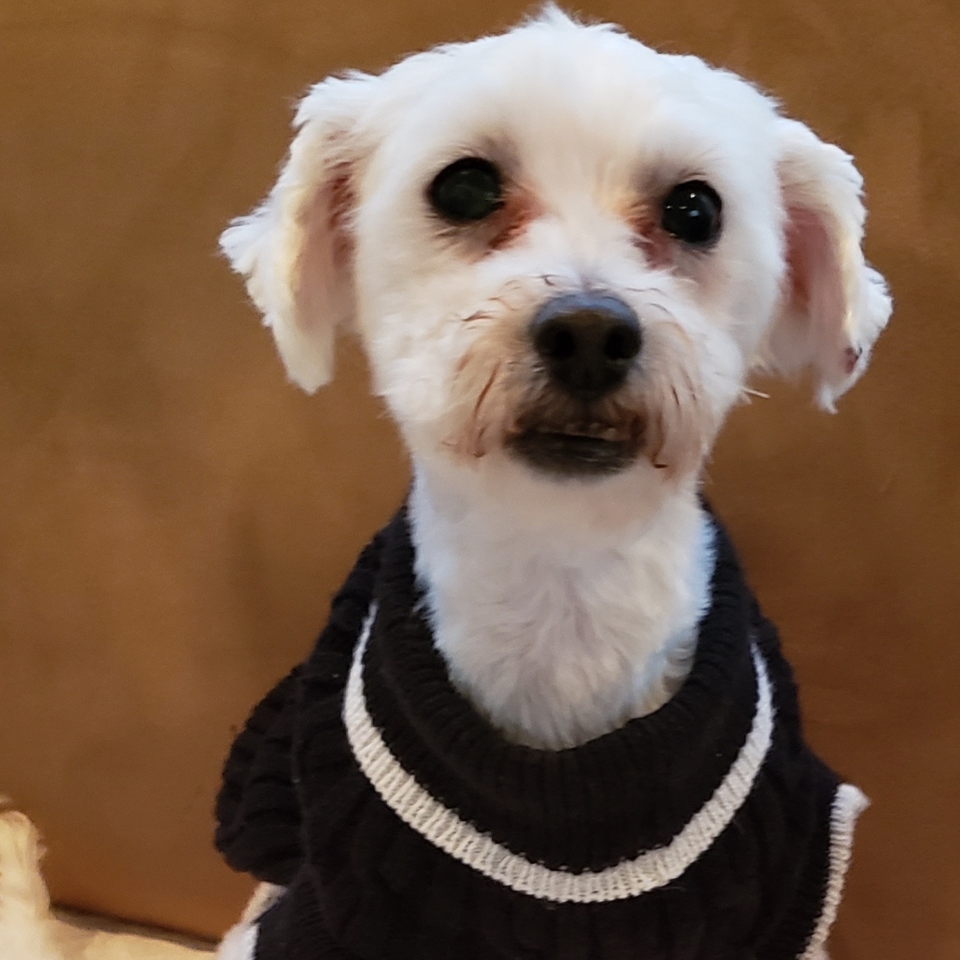 Norcalpoodlerescue cheap
