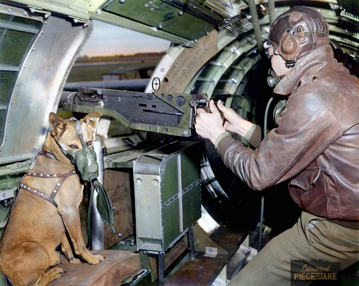 Sgt. H. Rogers from Miami, Oklahoma, poses with his dog  "Mister" half chow and half police hound, in the waistgun position of a B-17 of the 401st Bomb Group,  8th Air Force, just before a mission over Germany. During his second tour Rogers was killed. The dog survived the war.