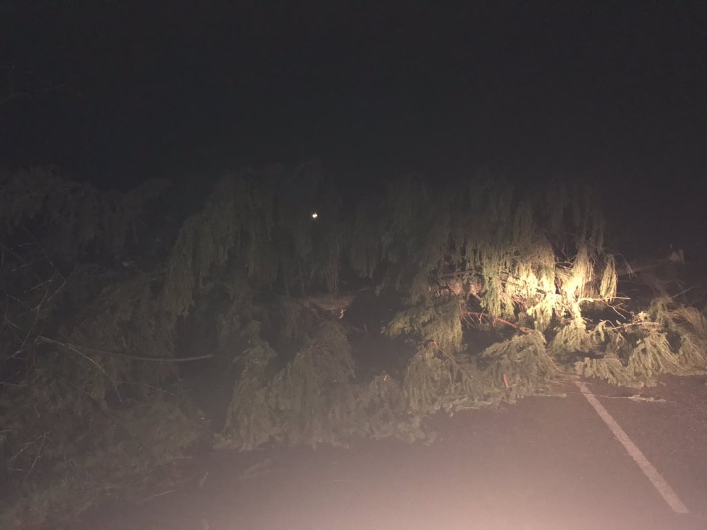 Boom op de bij kamp Westerbork #rtvdrenthe
