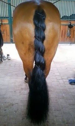 Roach_Witcher's tweet photo. <Roach: look at my fancy plait.
Geralt: . . .
Roach: Neighs thanks to elves.
Geralt: . . books braiding lessons>
#WitcherStyle #perfection https://t.co/s3jwqQrAtb